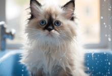 Bathing a Ragdoll Kitten