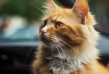 Cat Always Poops in the Car