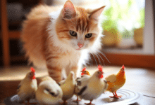 Feeding cats chicken every day
