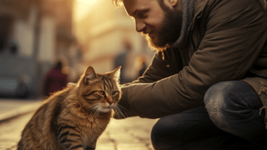 How to get someone else's cat to like you