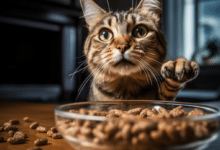 Keep roaches out of cat food