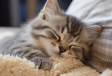 Managing Kitten Sleep: Tips f or Separate Rooms