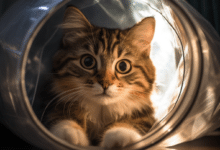 Not neutering your cats