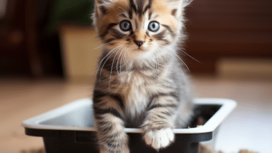 Stop kittens playing in litter box