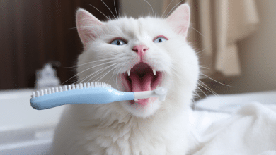 How To Keep Cats Teeth Clean Without Brushing