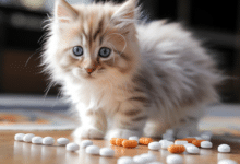 can cats take baby aspirin