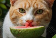 Safe Guava Treats for Cats: Benefits and Precautions