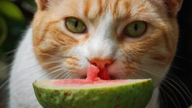 Safe Guava Treats for Cats: Benefits and Precautions