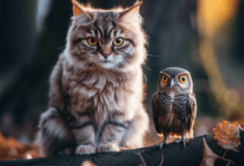 Protecting Your Cat from Owl Attacks: Safety Measures