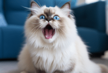 Ragdoll cat panting causes and care
