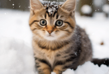 cats eat frosty paws