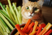Cats and Veggie Straws
