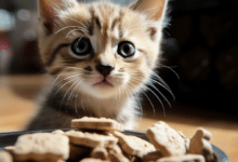 Can kittens have tuna