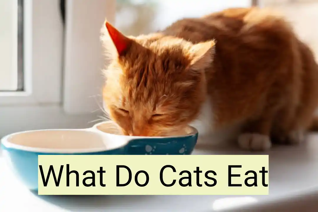 What do cats eat