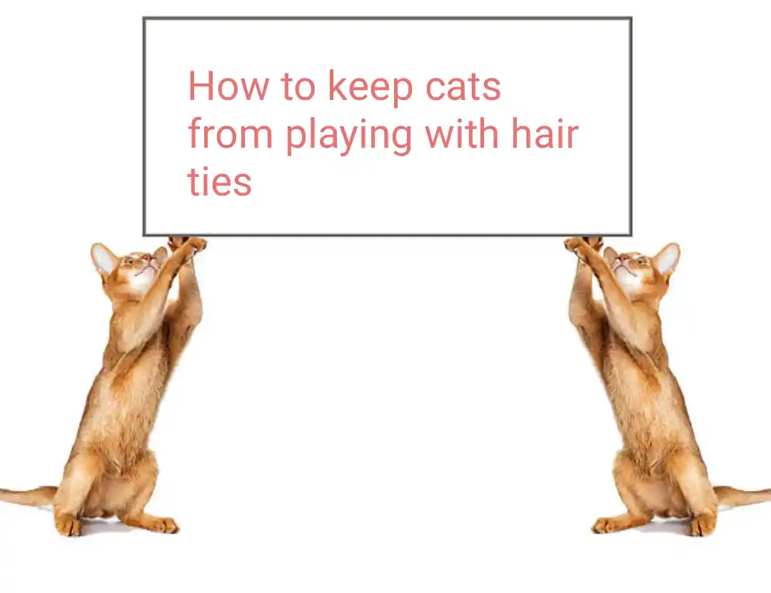 how to keep cats from playing with hair ties
