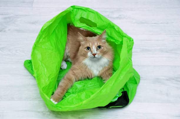 Cats and plastic bags
