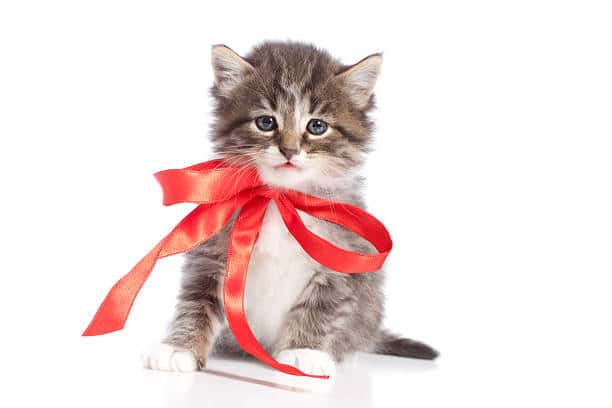 Cats love ribbons