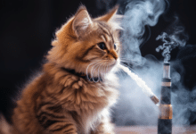 Can Vaping Kill Cats