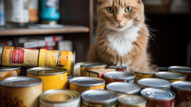 Canned Cat Food in Heat