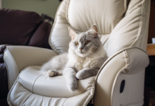 How to Keep Cats Out of Recliners