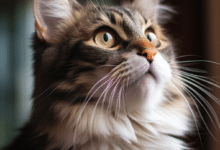 Cats with Big Noses