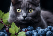 Can Cats Eat Blueberries