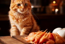 Feeding cats chicken breast