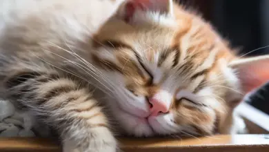 Cat Sleeping Habits