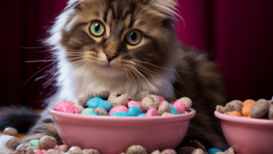 Chocolate Cereals and Cats