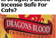 Is Dragon's Blood Incense Safe For Cats?