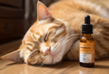 Is Melatonin Spray Safe for Cats