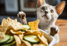 Navigating Veggie Chips