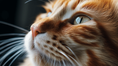 Understanding and Nurturing Your Cat's Whisker Health