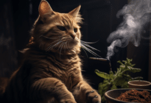 Using Tobacco as a Worm Treatment for Cats
