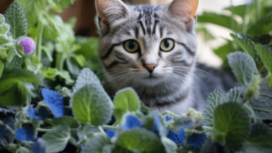 A Safe Houseplant for Cats