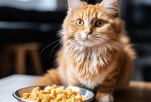 Can Cats Eat Frosted Flakes