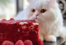 Can Cats Eat Red Velvet Cake