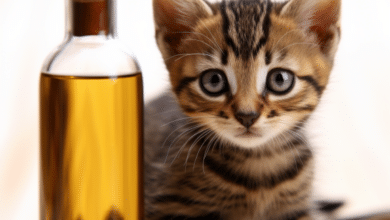 Is Jojoba Oil Safe for Cats1