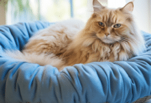 Senior cat beds