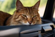 Traveling with Your Cat