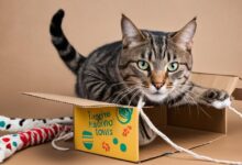 Cat Enrichment