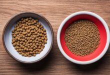 Wet vs Dry Cat Food