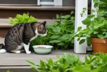 acclimatize stray cats