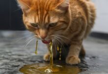 Reasons Behind Cats Vomiting Water