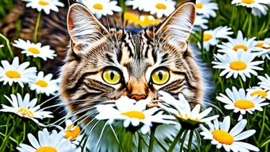 are daisies toxic to cats
