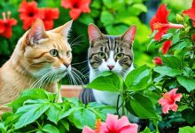 are hibiscus toxic to cats
