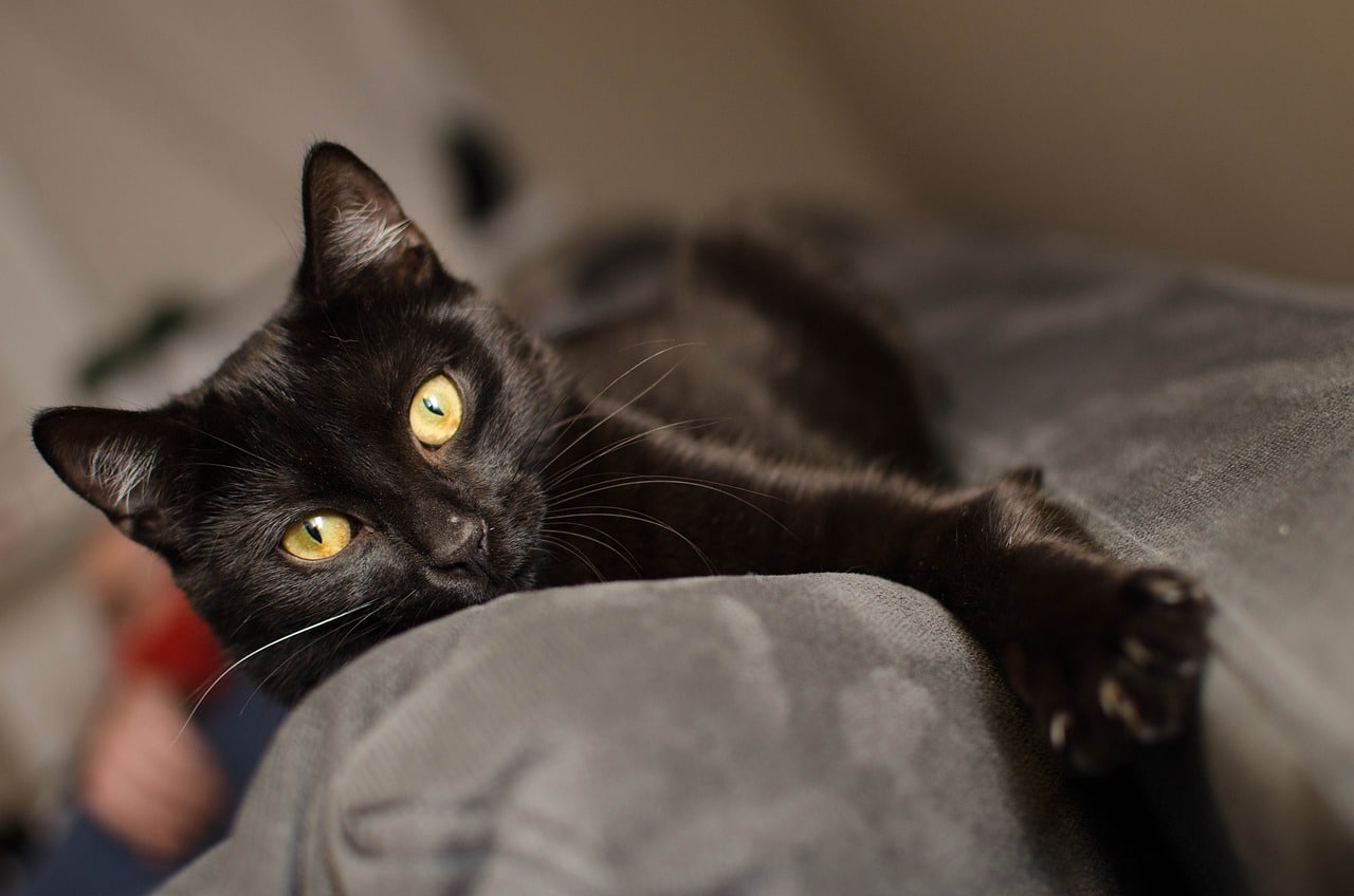 In the Shadows: The Enchanting Allure of Black Cats