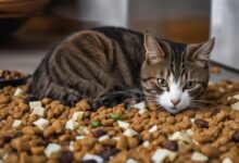 cat throwing up food