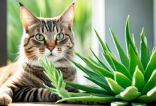 is aloe toxic to cats