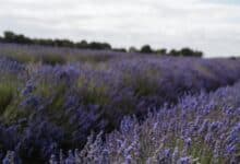 Assessing the Safety of Lavender for Cats